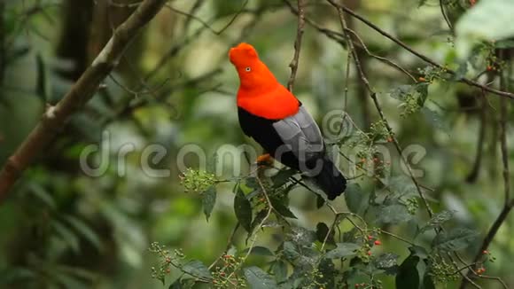 安第斯山脉的雄鸡长在树枝上吃树上的红色浆果视频的预览图