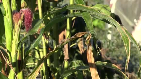 用老屋秋播玉米种4K视频的预览图