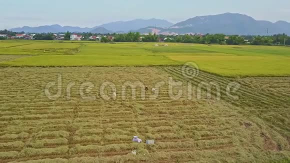 在遥远的村庄眺望广阔的稻田视频的预览图