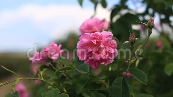 粉红玫瑰达马斯卡纳特写视频的预览图