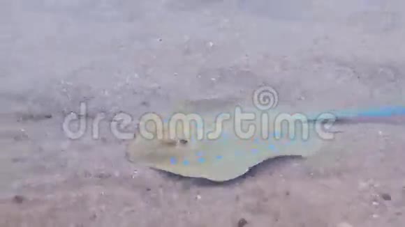 刺在红海里视频的预览图