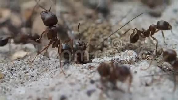 守卫入口的蚂蚁视频的预览图