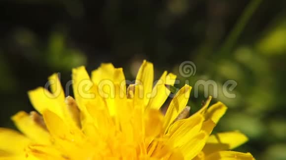 春天绿色草地上的黄色蒲公英美丽的黄色蒲公英视频的预览图