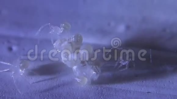刚孵出的窖蛛宝宝视频的预览图