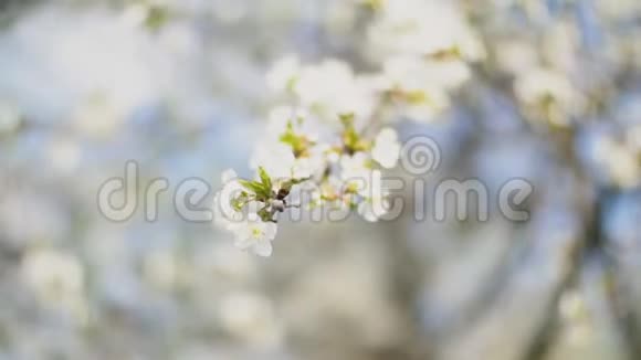 开花的樱花树视频的预览图