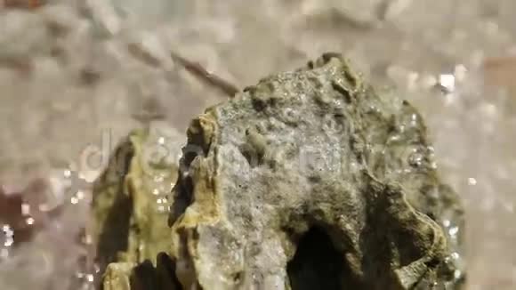 石中的小隐士蟹视频的预览图