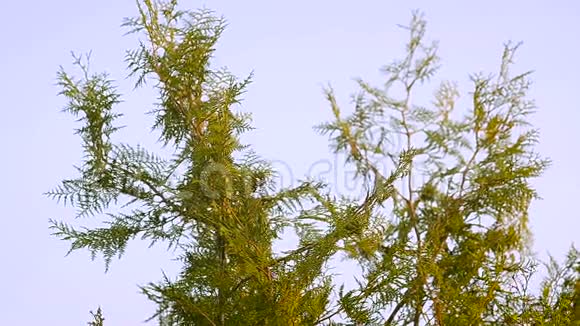 针叶植物Thuja视频的预览图