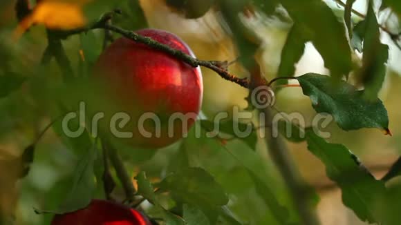 日落时苹果树上挂满了红苹果红苹果长在树枝上视频的预览图