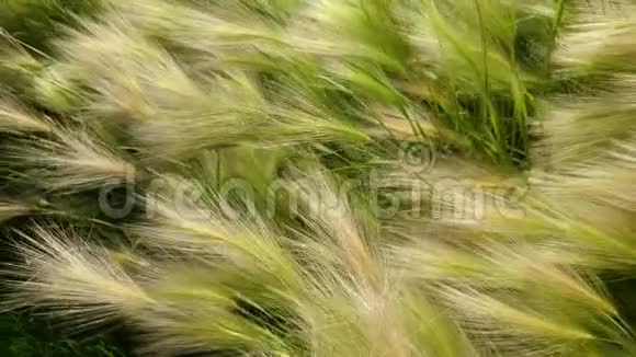 绿色的田野在风中卷起大麦视频的预览图