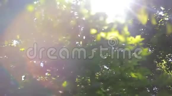 阳光透过树的绿叶照耀视频的预览图