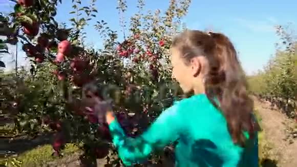 女人检查苹果园视频的预览图