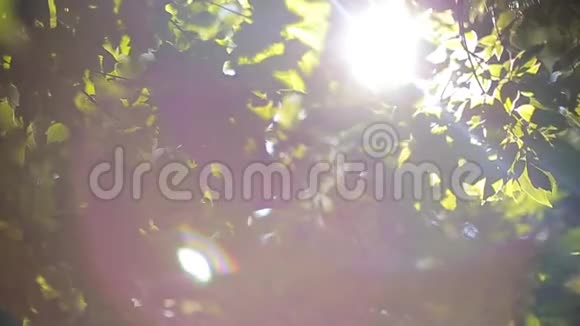 阳光透过树的绿叶照耀视频的预览图