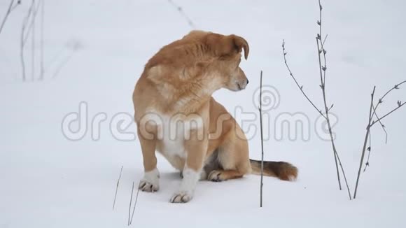 红发狗坐在雪地上一只宠物狗坐在雪地外面视频的预览图