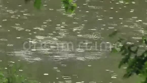 夏天的雨在水面上转圈视频的预览图