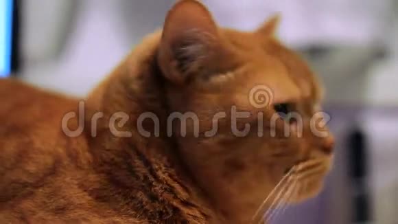 红色的英国猫躺在桌子上不高兴地看着模糊的背景4英尺1英寸视频的预览图