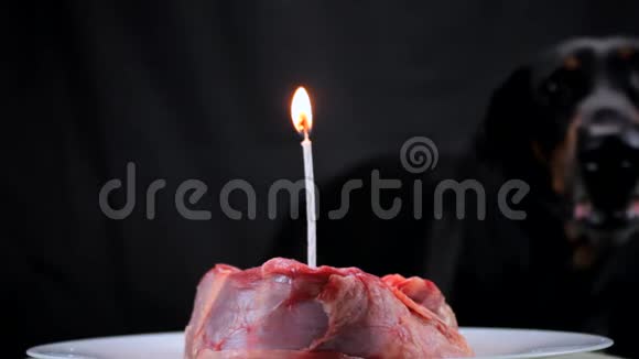 狗吠在节日的肉中吹灭一支燃烧的蜡烛以纪念生日视频的预览图