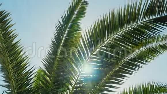 太阳在热带棕榈树的叶子可以在微风中听到阳光照耀着视频的预览图