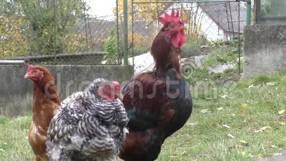 母鸡在农村院子里散步视频的预览图