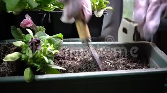 在经济手套中闭上雌性的手在花园盒子中种植矮牵牛幼苗视频的预览图
