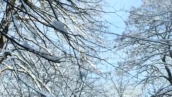 白雪覆盖的树顶视频的预览图