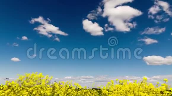 时间流逝的片段白色蓬松的云彩在蓝天上田野上有黄色的野花视频的预览图