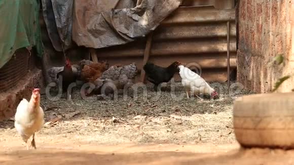小鸡走过后院视频的预览图