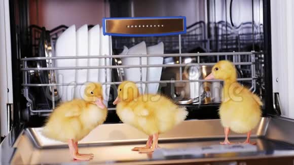特写三只小黄鸭坐着走在洗碗机里坐在盘子里一个平底锅放在篮子里在视频的预览图