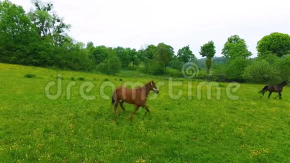 在绿色草地上的几匹马视频的预览图