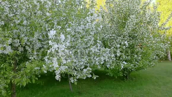 开花苹果树枝的白花跟踪和跟踪相机的运动视频的预览图