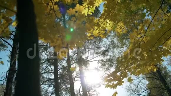 秋天的背景与摆动明亮的黄色树叶特写太阳耀斑慢动作视频的预览图