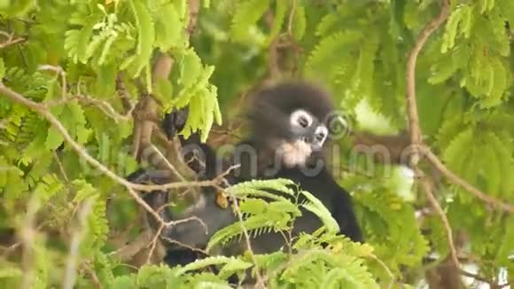 天然昂松国家公园绿叶间树枝上戴着可爱的眼镜叶叶猴视频的预览图