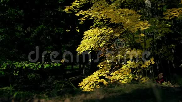 在晴朗的一天秋天公园或森林里的黄色枫树和树叶慢动作视频的预览图