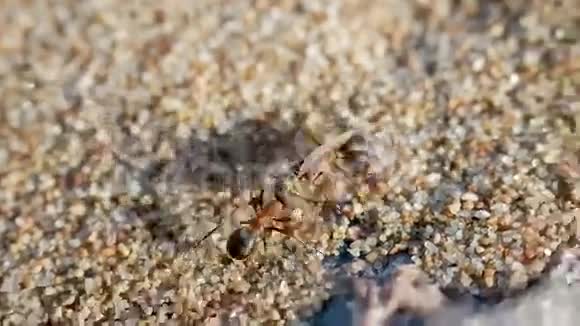 两只蚂蚁拖着猎物食物蜻蜓视频的预览图
