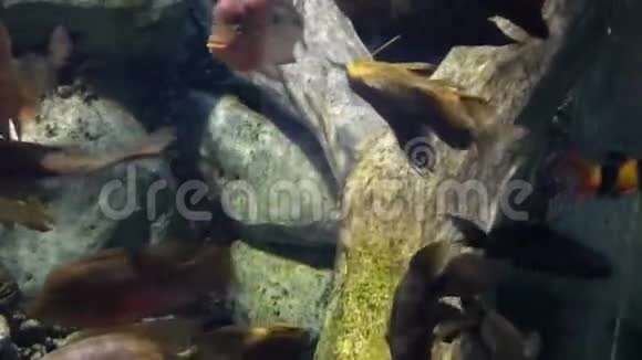 明亮的热带鱼在纯净的水里游泳视频的预览图