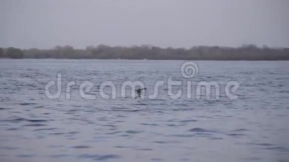水上野鸭视频的预览图