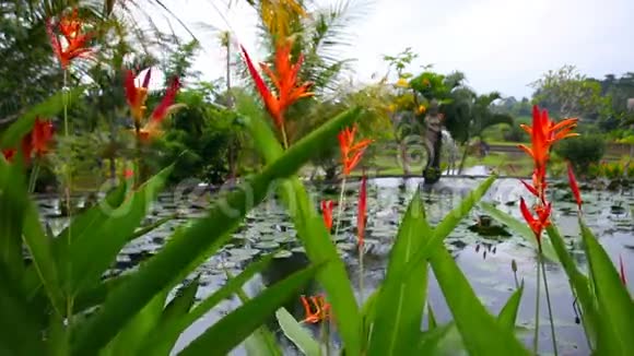 湖水背景上的红花有睡莲和喷泉视频的预览图