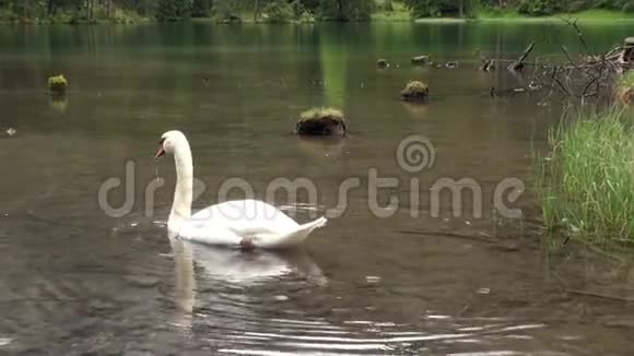 白天鹅在多雨的天气下在费尔斯坦塞绿色的山湖上游泳视频的预览图
