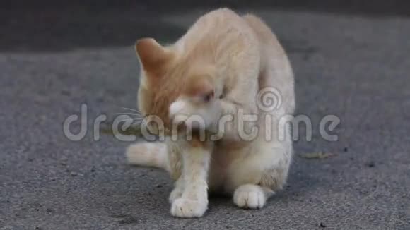 一只红猫在洗慢动作视频的预览图