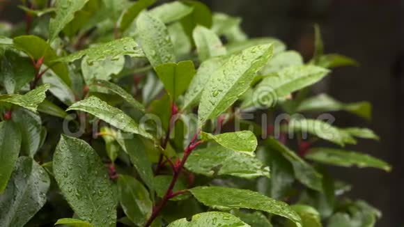 带雨滴的月桂树叶子视频的预览图