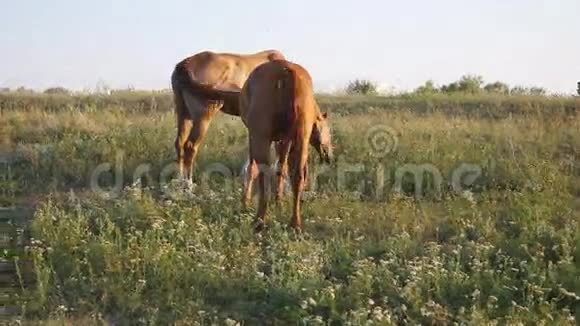 两匹马在草地上吃马在田里吃青草特写镜头背面视图视频的预览图