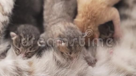 新生小猫喝牛奶视频的预览图