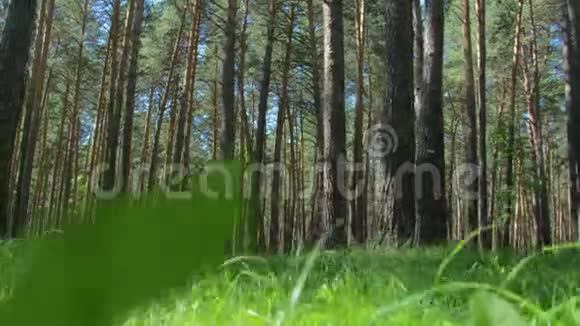 大自然美丽原始森林有长长的树干苔藓绿草视频的预览图