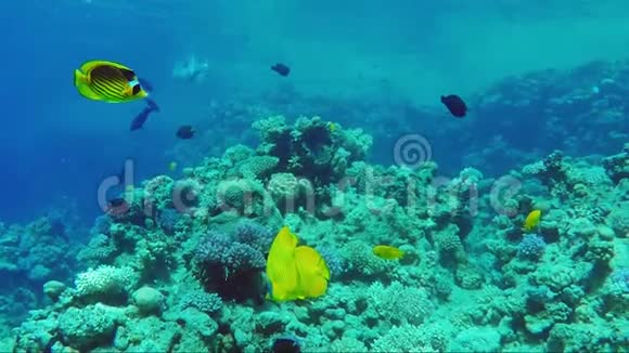 一个奇妙的剩余世界的珊瑚和异国的鱼埃及视频的预览图