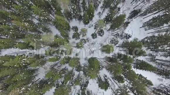 飞过松树云杉冷杉无叶树的顶端视频的预览图