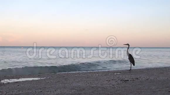 海岸上的大蓝鹭视频的预览图