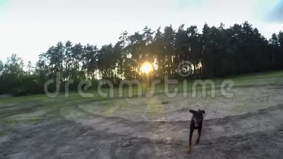 大黑狗杜宾在日落时接球视频的预览图