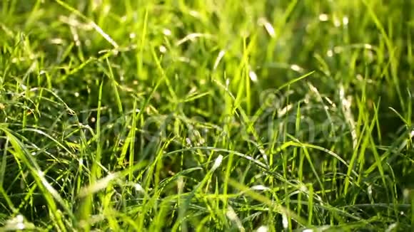 春天公园里的青草被太阳照亮视频的预览图