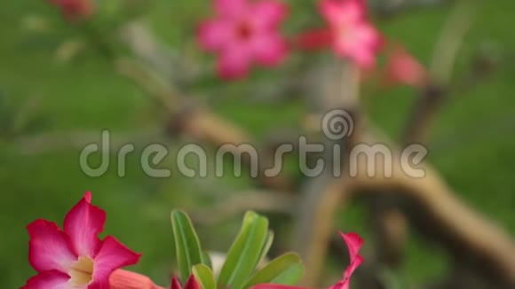 阿登奥贝苏姆沙漠玫瑰粉盘高清晰度视频的预览图