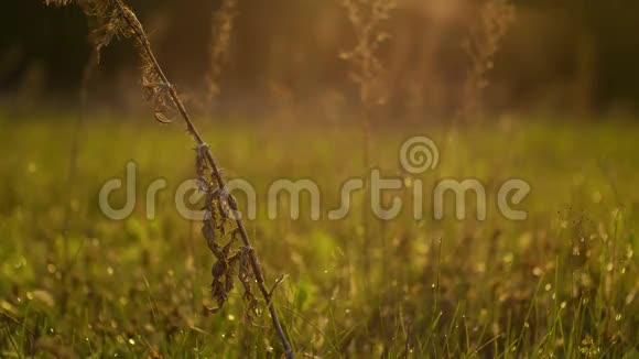 鸟儿在早晨歌唱在夏天的草地上看露水视频的预览图