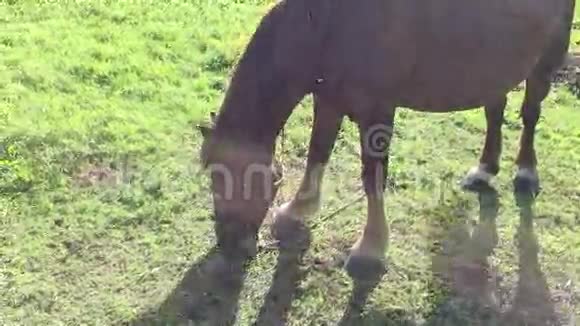 一匹棕色的大马在草地上放牧乡村景观放大镜头马吃草昆虫挥舞尾巴视频的预览图